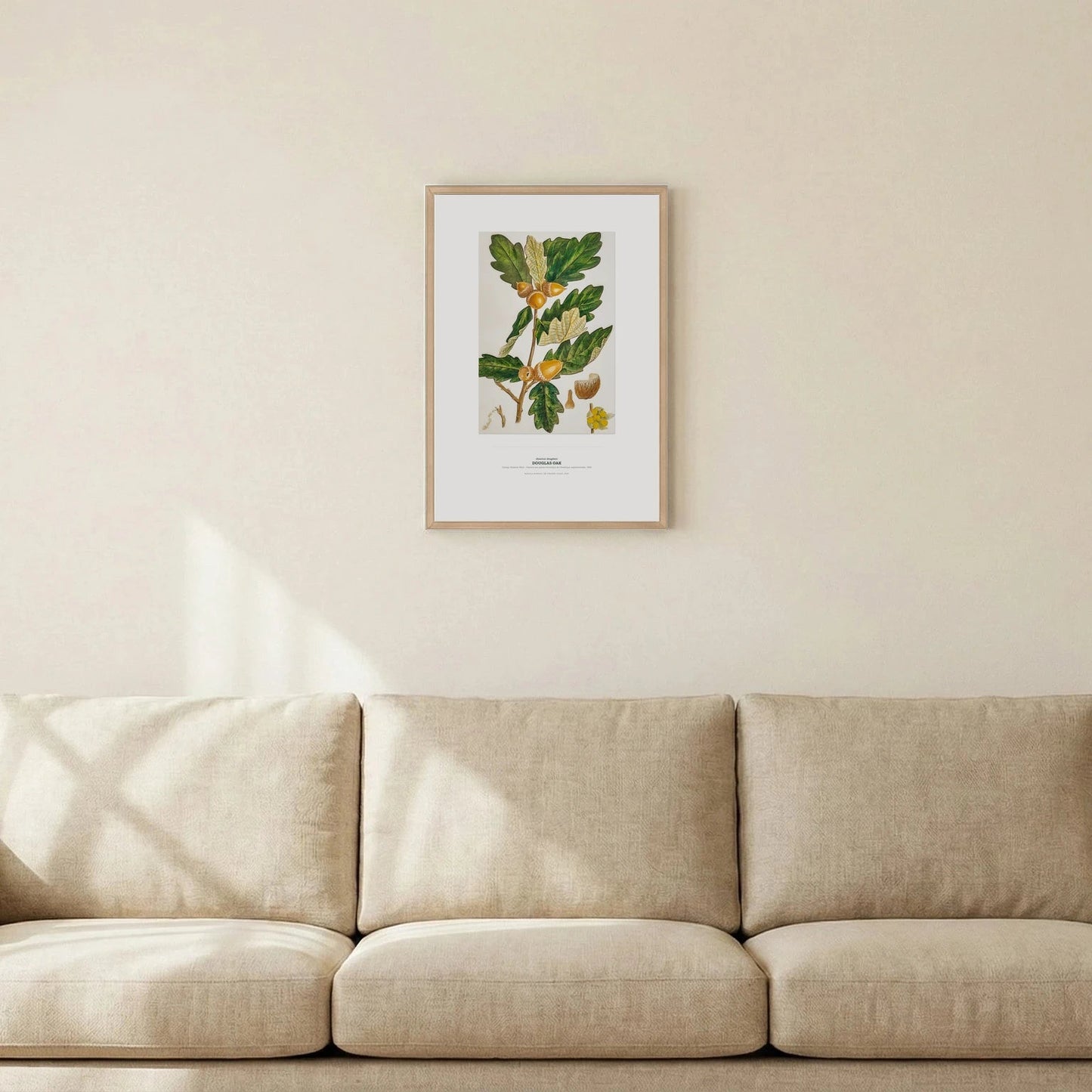 Douglas Oak Botanical Art Print - Birch & Banksia