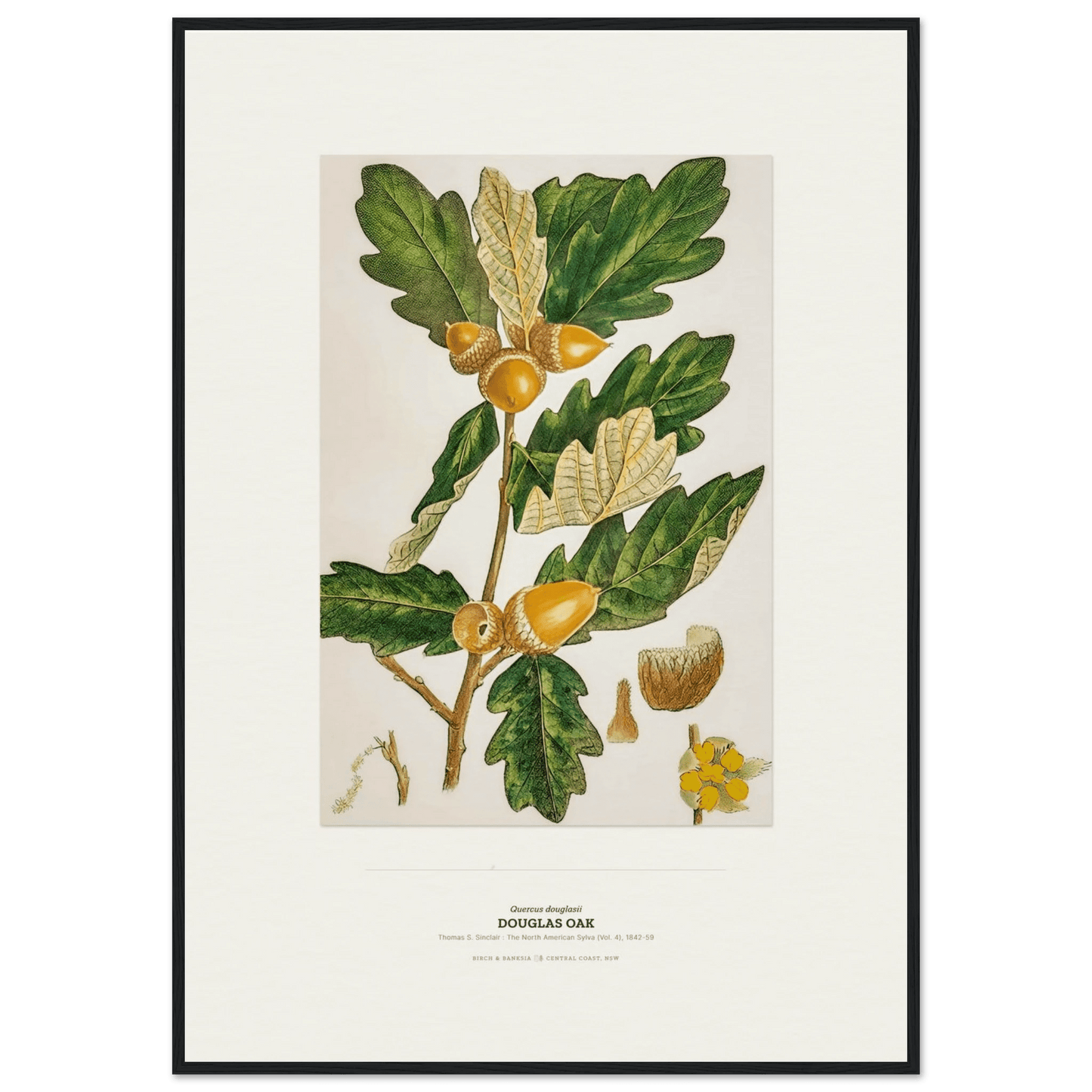 Douglas Oak Botanical Art Print - Birch & Banksia