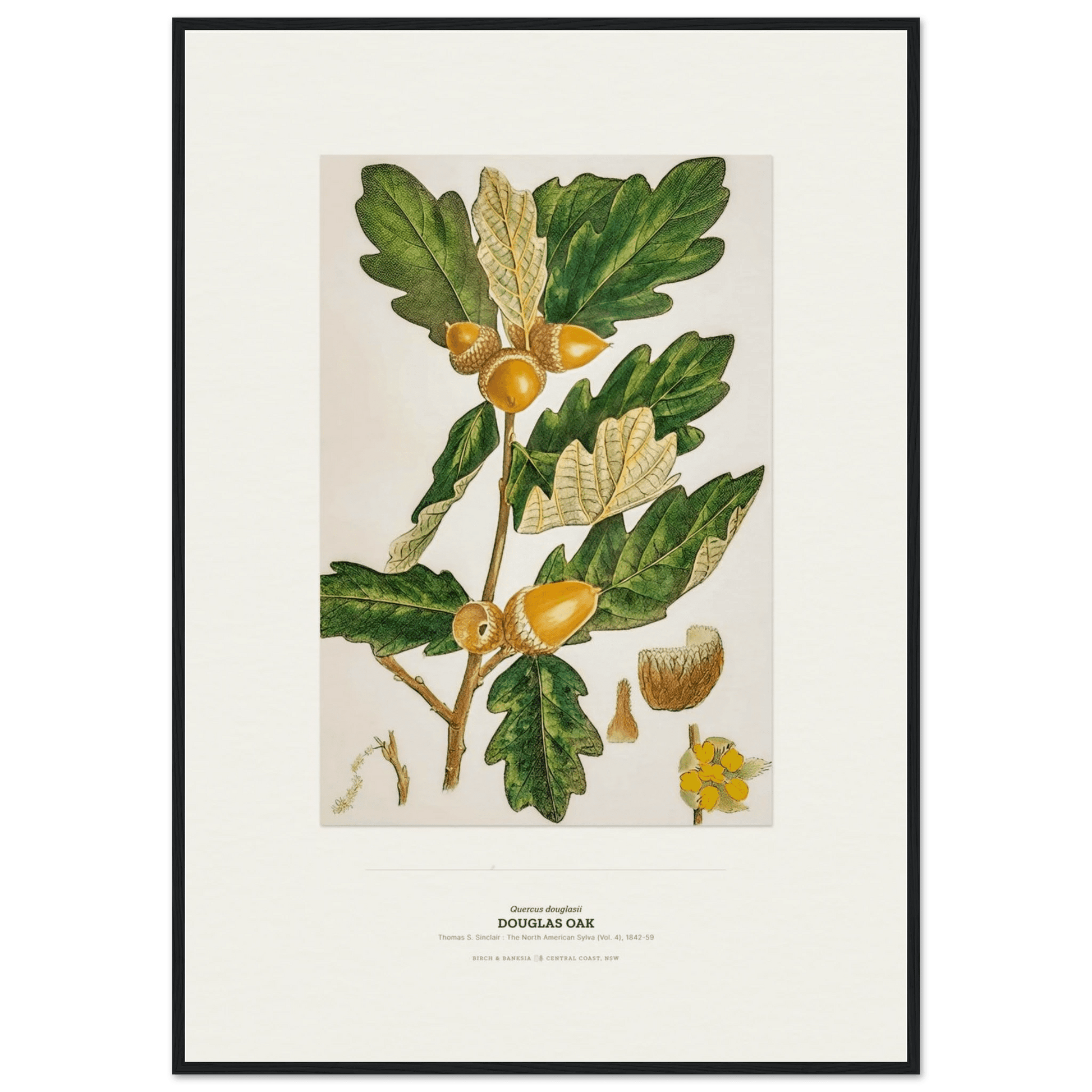Douglas Oak Botanical Art Print - Birch & Banksia