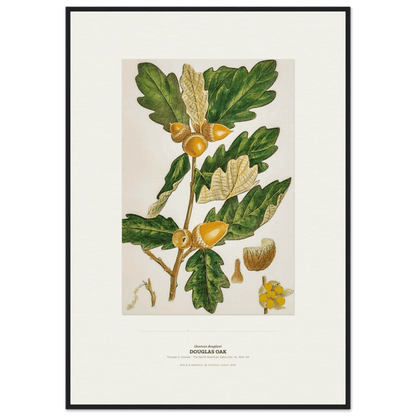 Douglas Oak Botanical Art Print - Birch & Banksia