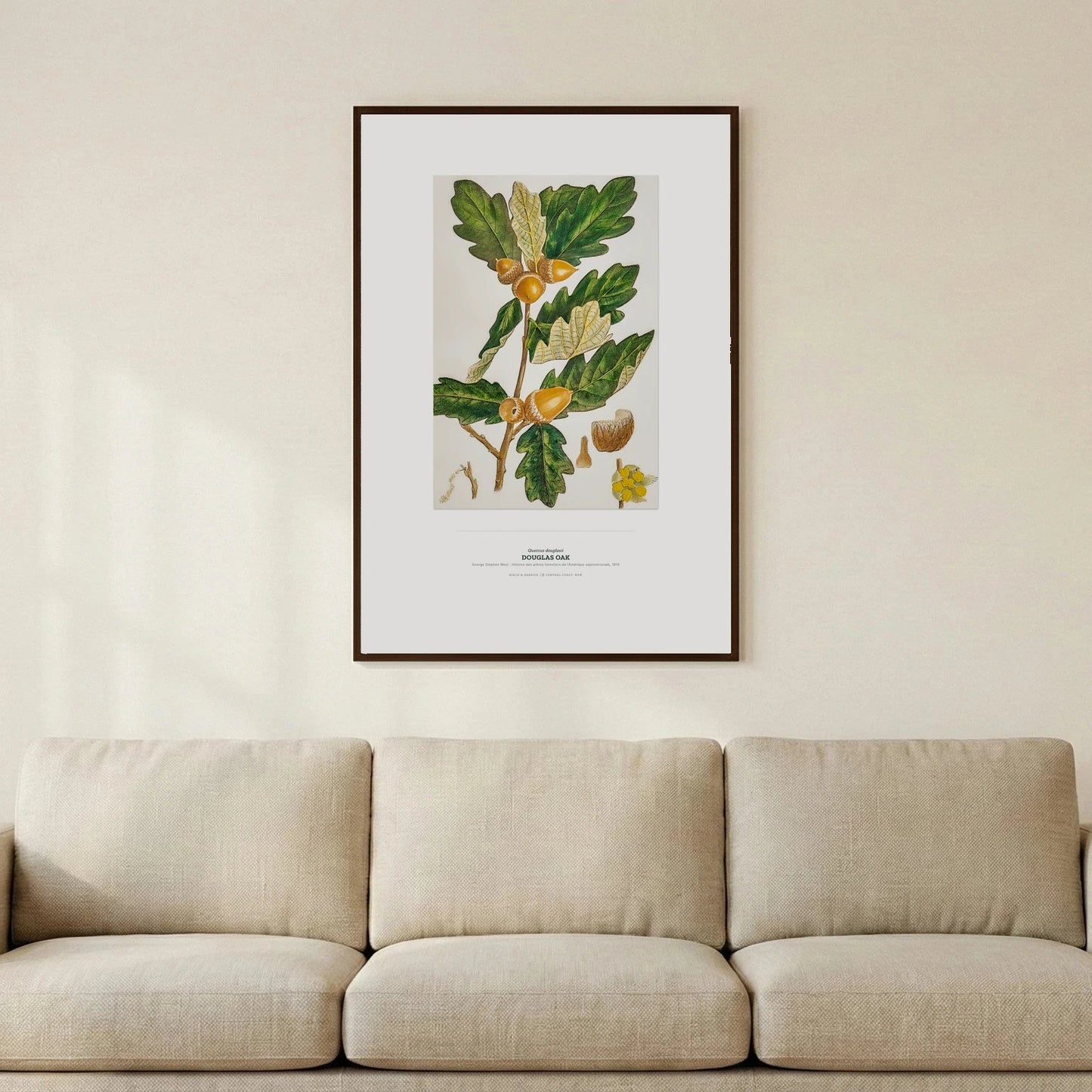 Douglas Oak Botanical Art Print - Birch & Banksia