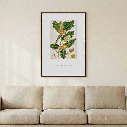 Douglas Oak Botanical Art Print - Birch & Banksia