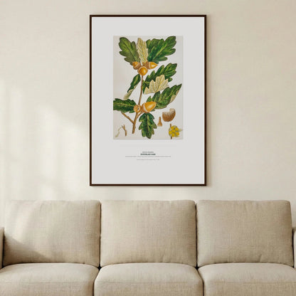 Douglas Oak Botanical Art Print - Birch & Banksia