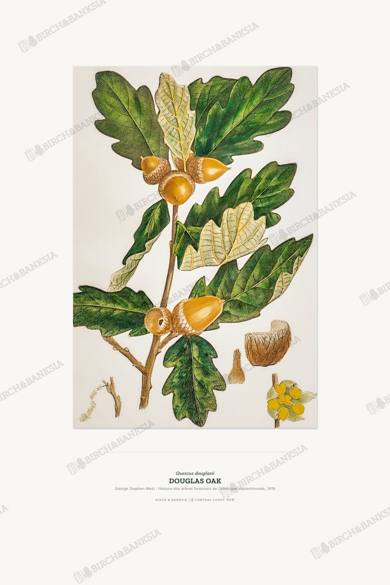 Douglas Oak Botanical Art Print - Birch & Banksia