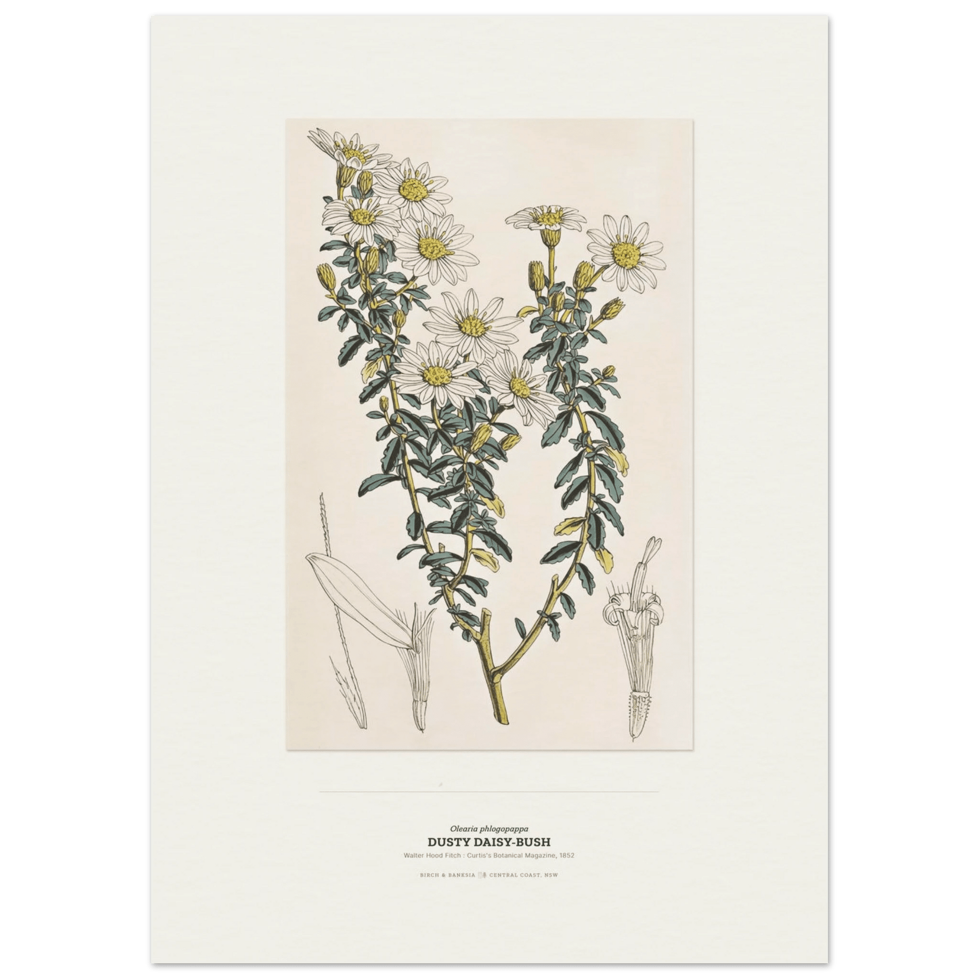 Dusty Daisy-Bush Botanical Art Print - Birch & Banksia
