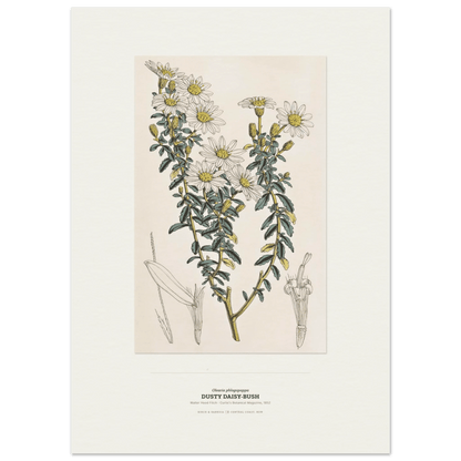 Dusty Daisy-Bush Botanical Art Print - Birch & Banksia