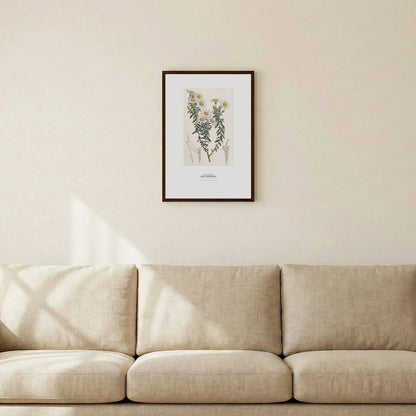Dusty Daisy - Bush Botanical Art Print - Birch & Banksia