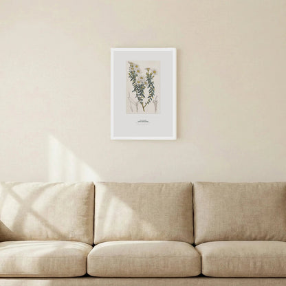 Dusty Daisy - Bush Botanical Art Print - Birch & Banksia