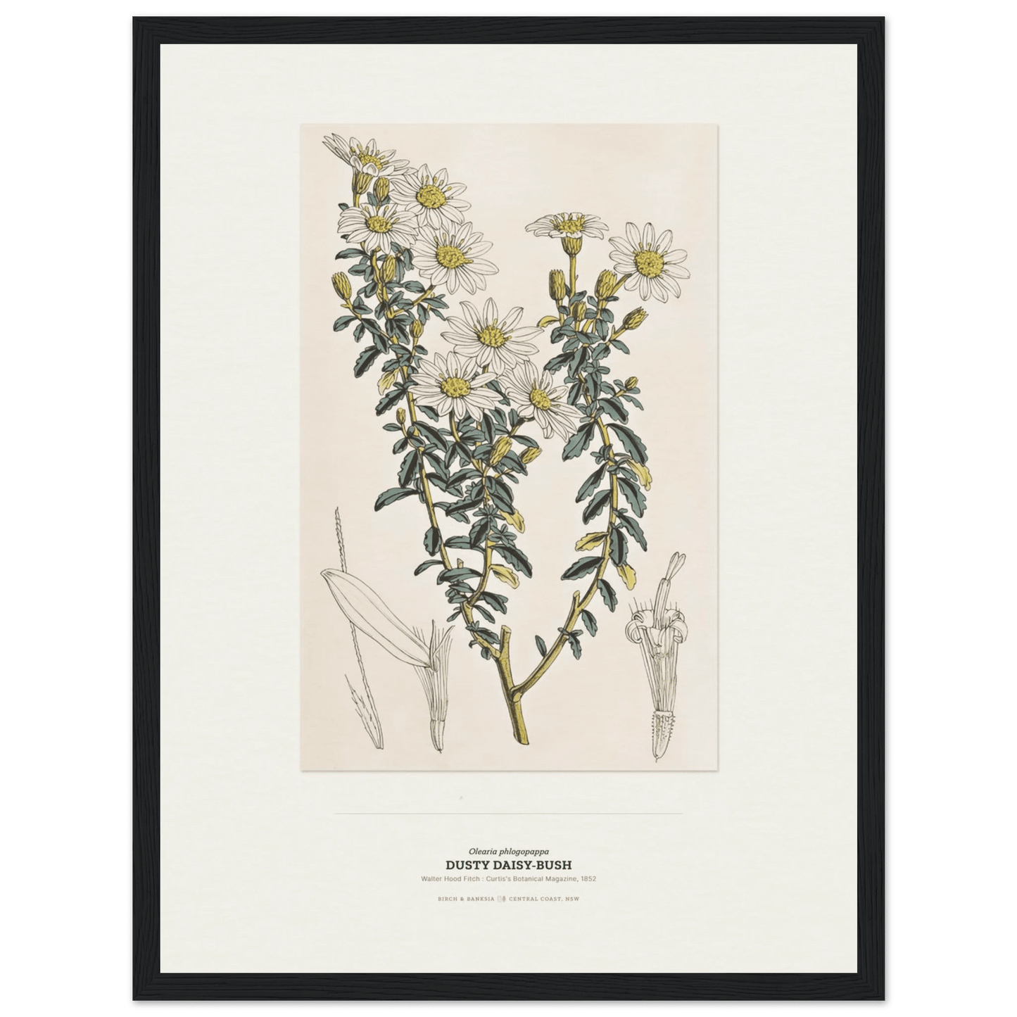 Dusty Daisy-Bush Botanical Art Print - Birch & Banksia