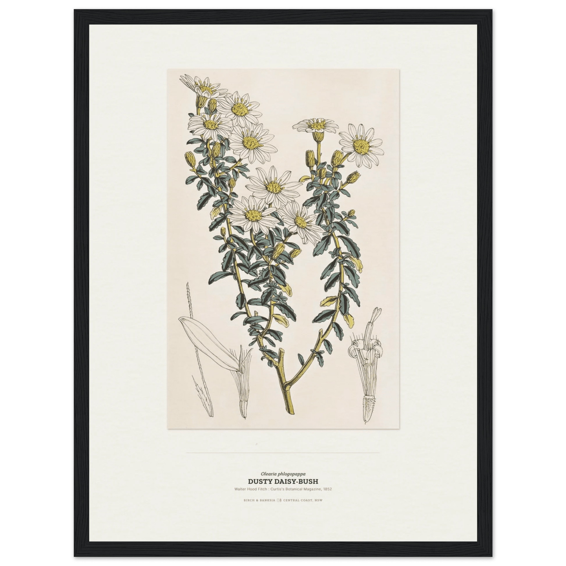 Dusty Daisy-Bush Botanical Art Print - Birch & Banksia