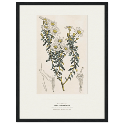 Dusty Daisy-Bush Botanical Art Print - Birch & Banksia