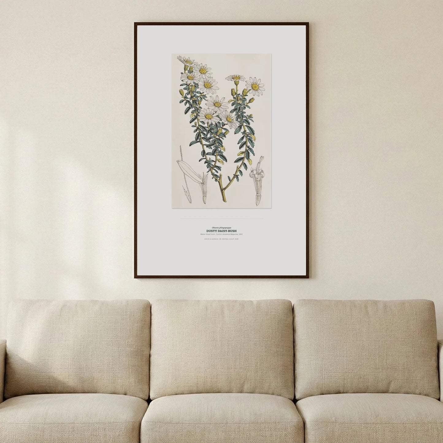 Dusty Daisy - Bush Botanical Art Print - Birch & Banksia