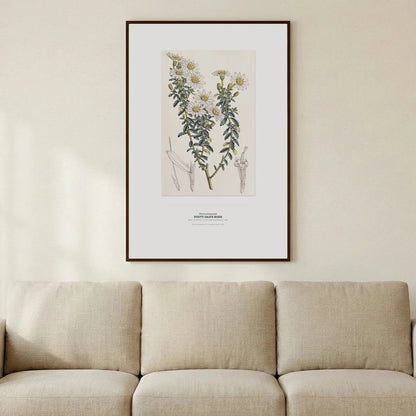 Dusty Daisy - Bush Botanical Art Print - Birch & Banksia