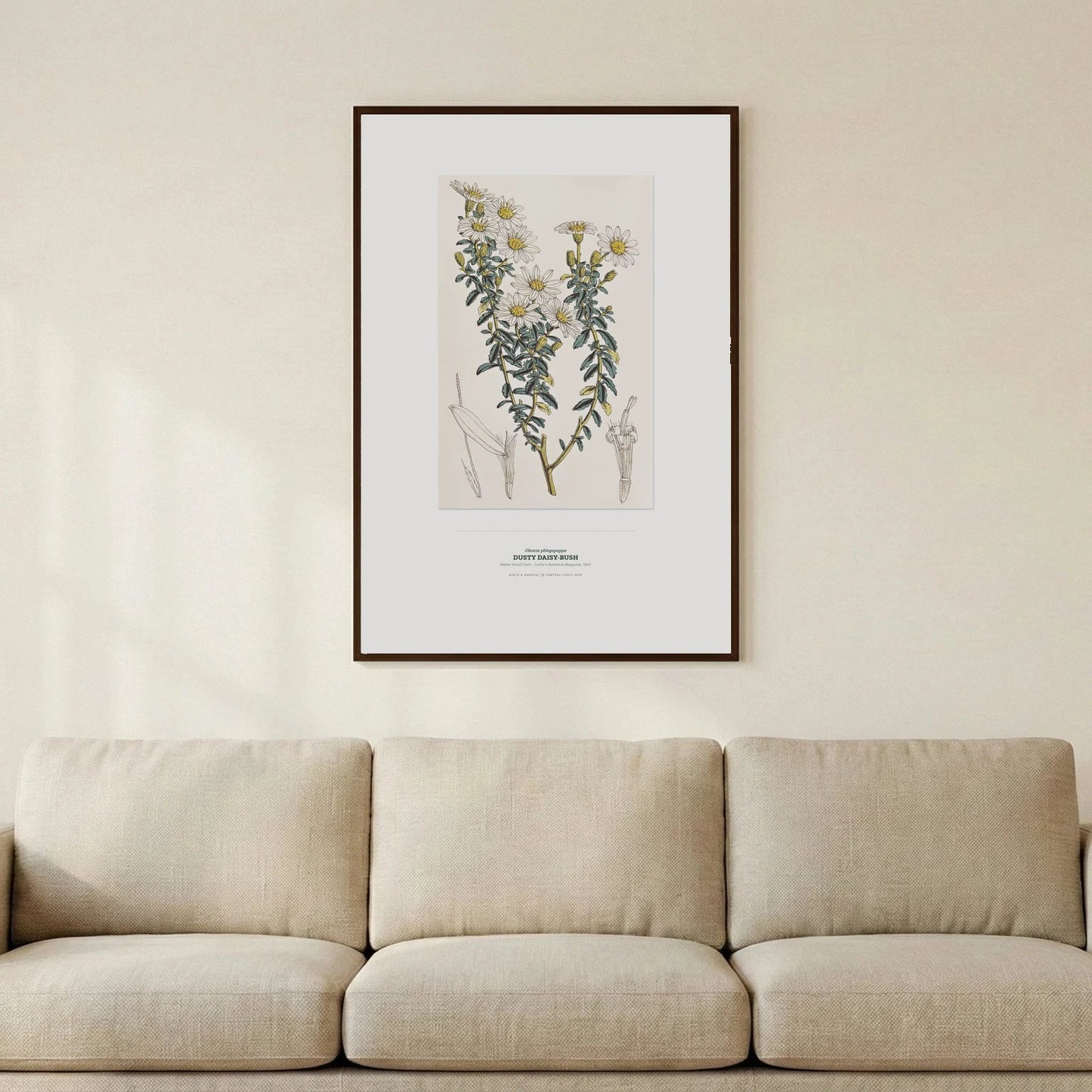 Dusty Daisy - Bush Botanical Art Print - Birch & Banksia