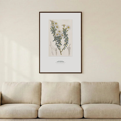 Dusty Daisy - Bush Botanical Art Print - Birch & Banksia