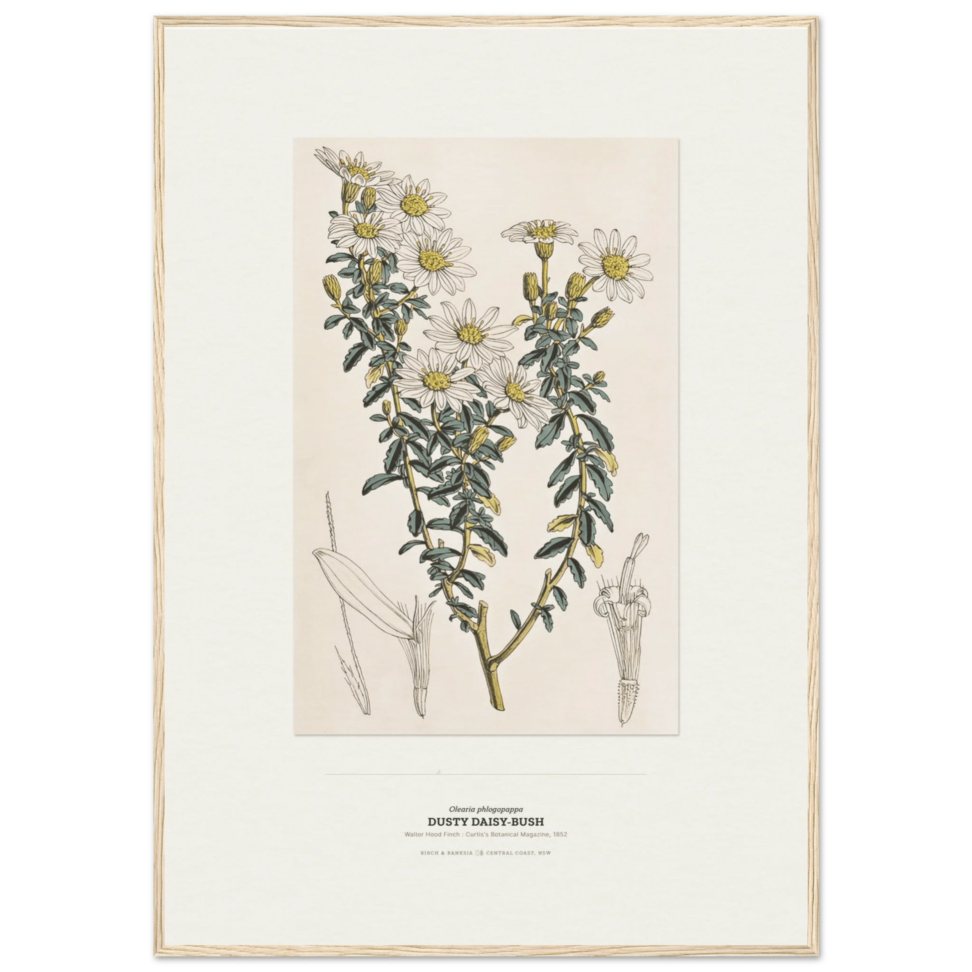 Dusty Daisy-Bush Botanical Art Print - Birch & Banksia