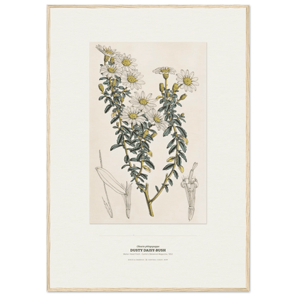 Dusty Daisy-Bush Botanical Art Print - Birch & Banksia