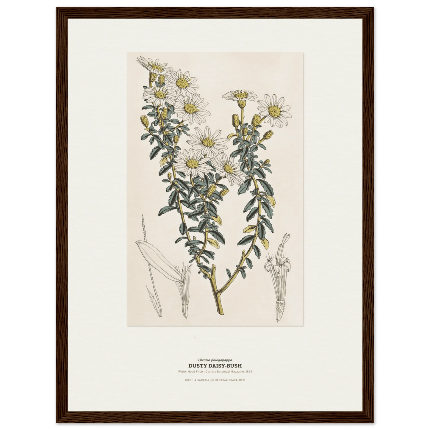 Dusty Daisy-Bush Botanical Art Print - Birch & Banksia