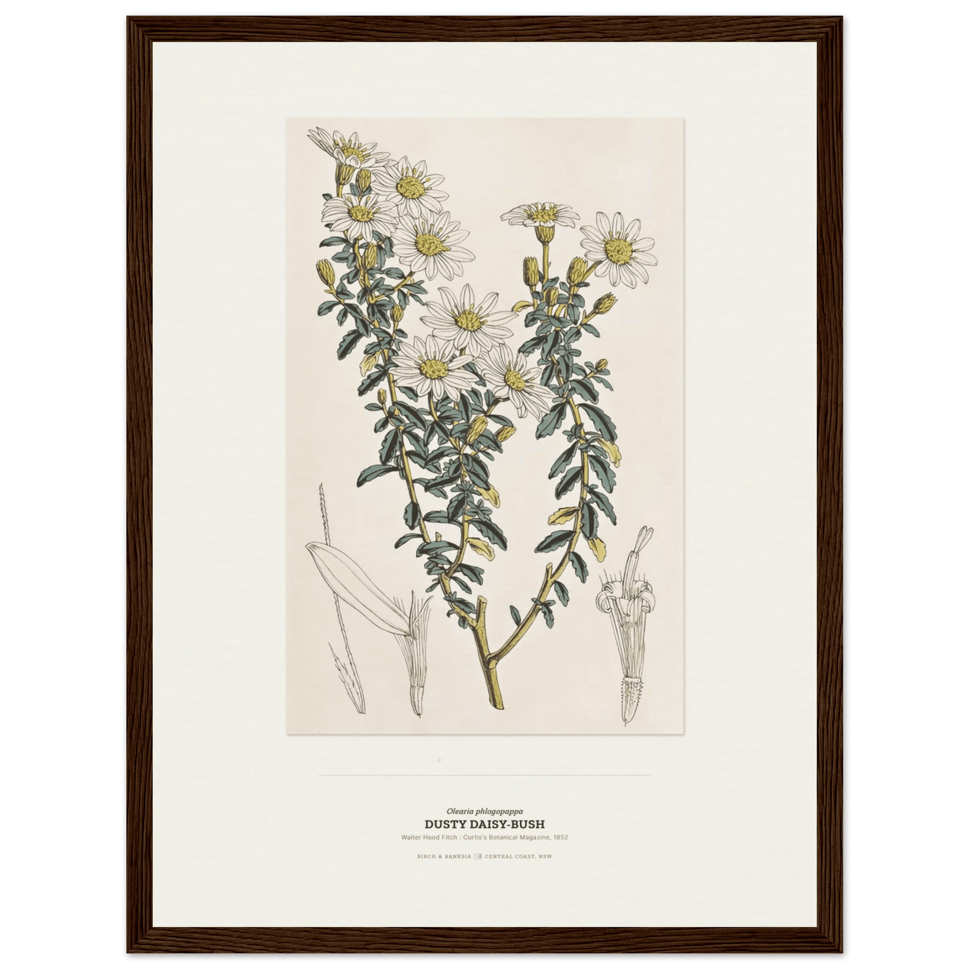 Dusty Daisy-Bush Botanical Art Print - Birch & Banksia