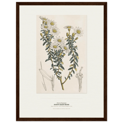 Dusty Daisy-Bush Botanical Art Print - Birch & Banksia