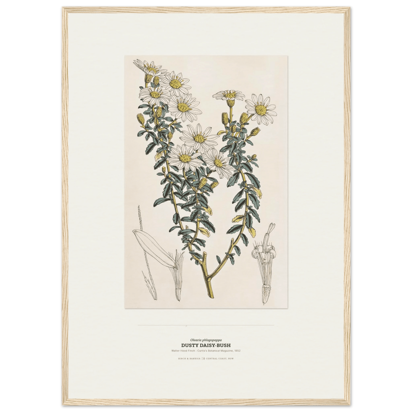 Dusty Daisy-Bush Botanical Art Print - Birch & Banksia