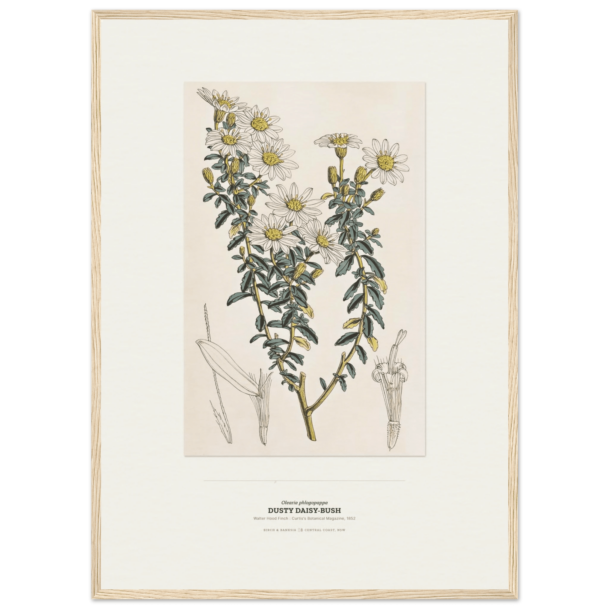 Dusty Daisy-Bush Botanical Art Print - Birch & Banksia