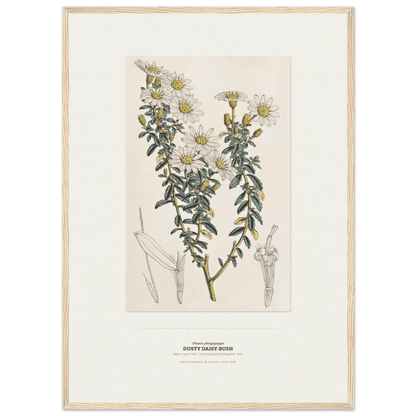 Dusty Daisy-Bush Botanical Art Print - Birch & Banksia