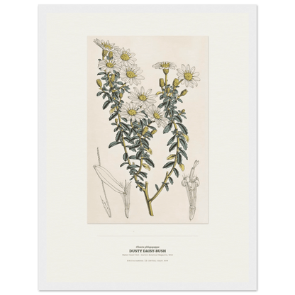 Dusty Daisy-Bush Botanical Art Print - Birch & Banksia