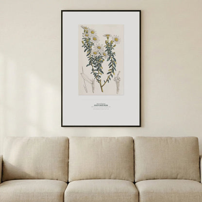 Dusty Daisy - Bush Botanical Art Print - Birch & Banksia