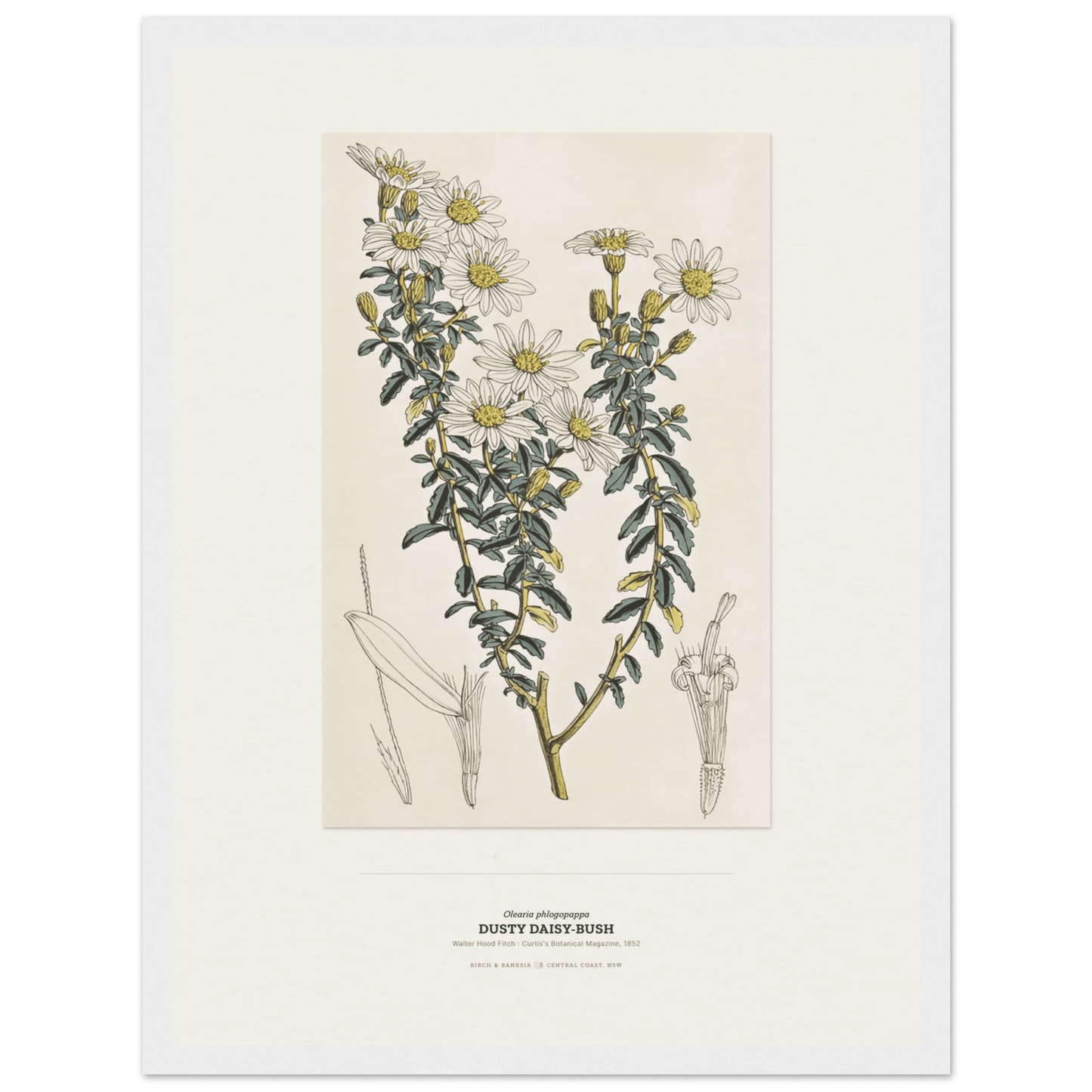 Dusty Daisy-Bush Botanical Art Print - Birch & Banksia