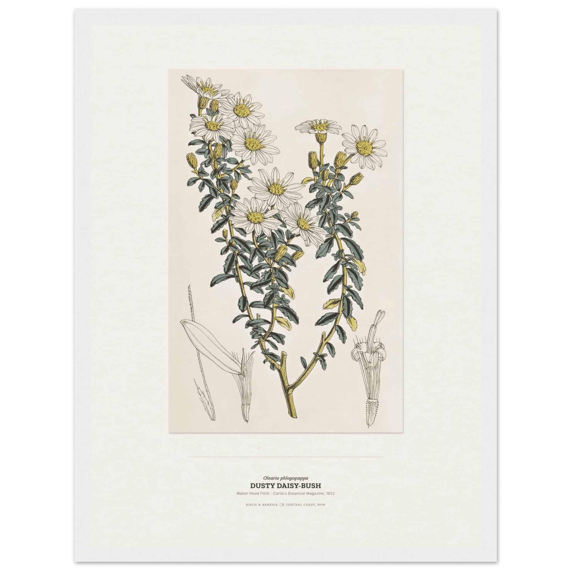 Dusty Daisy-Bush Botanical Art Print - Birch & Banksia