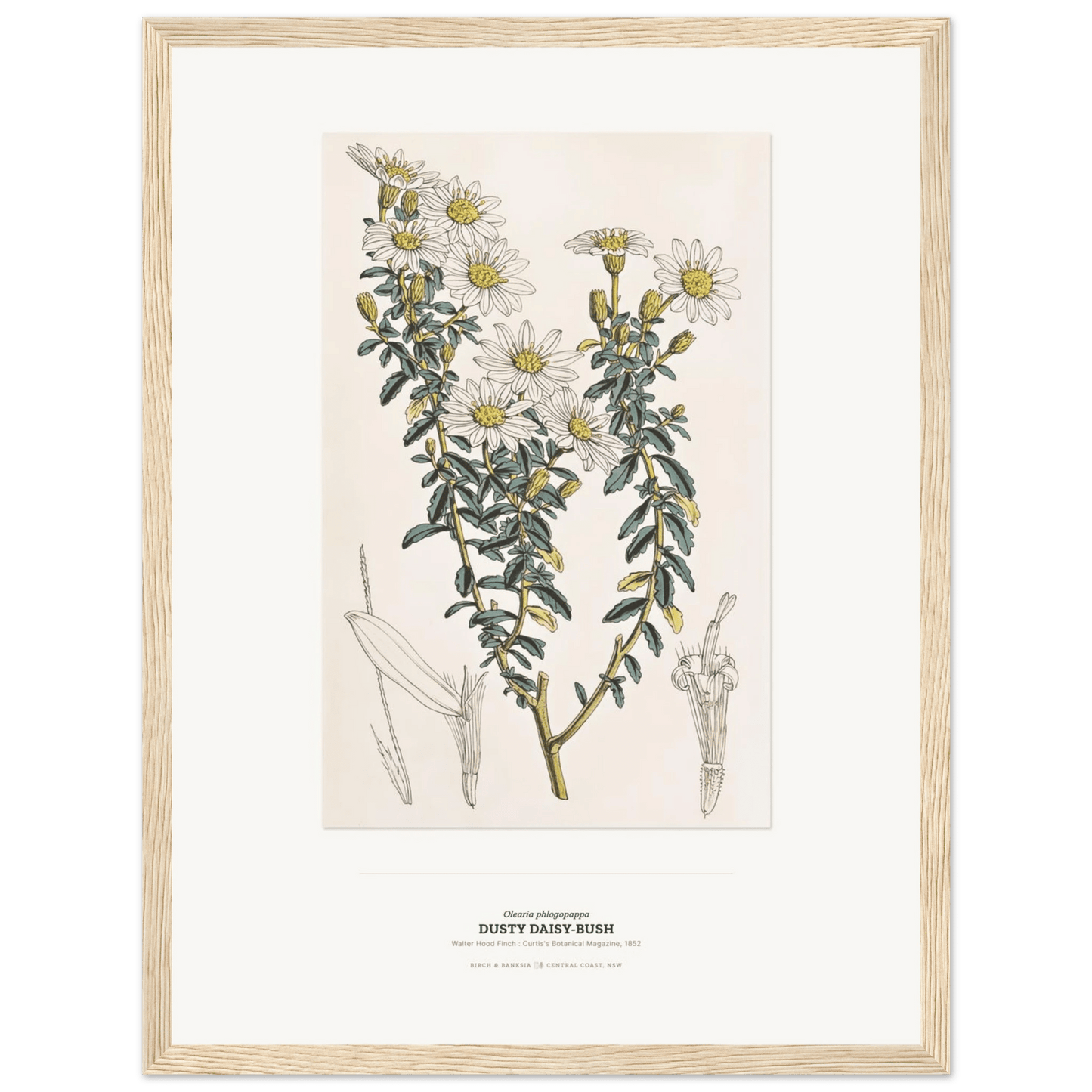 Dusty Daisy - Bush Botanical Art Print - Birch & Banksia