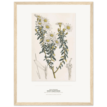 Dusty Daisy - Bush Botanical Art Print - Birch & Banksia