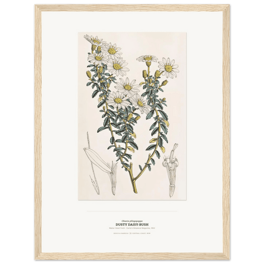 Dusty Daisy - Bush Botanical Art Print - Birch & Banksia