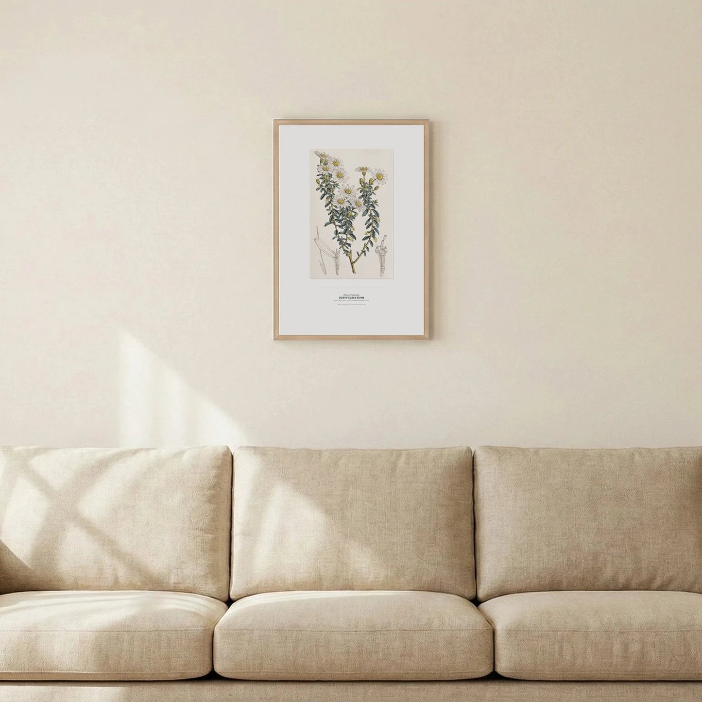 Dusty Daisy - Bush Botanical Art Print - Birch & Banksia