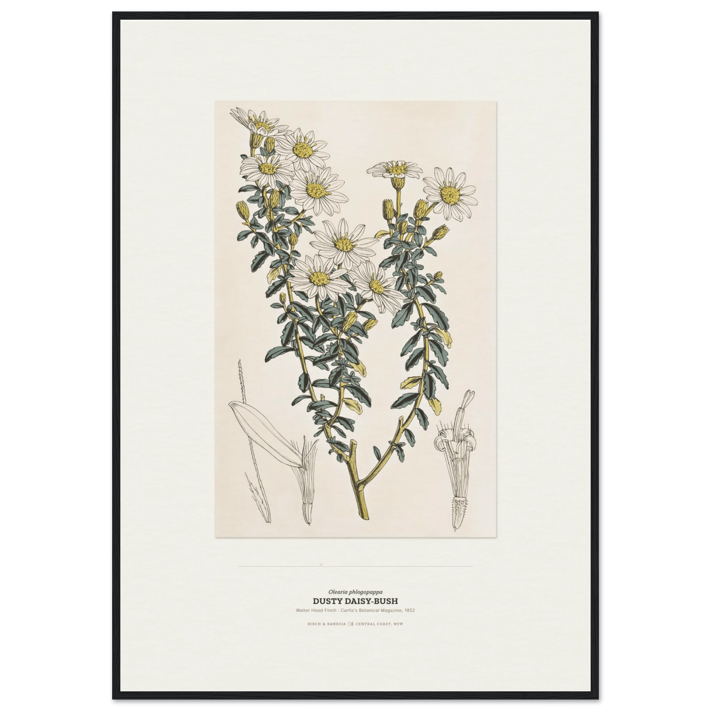 Dusty Daisy-Bush Botanical Art Print - Birch & Banksia