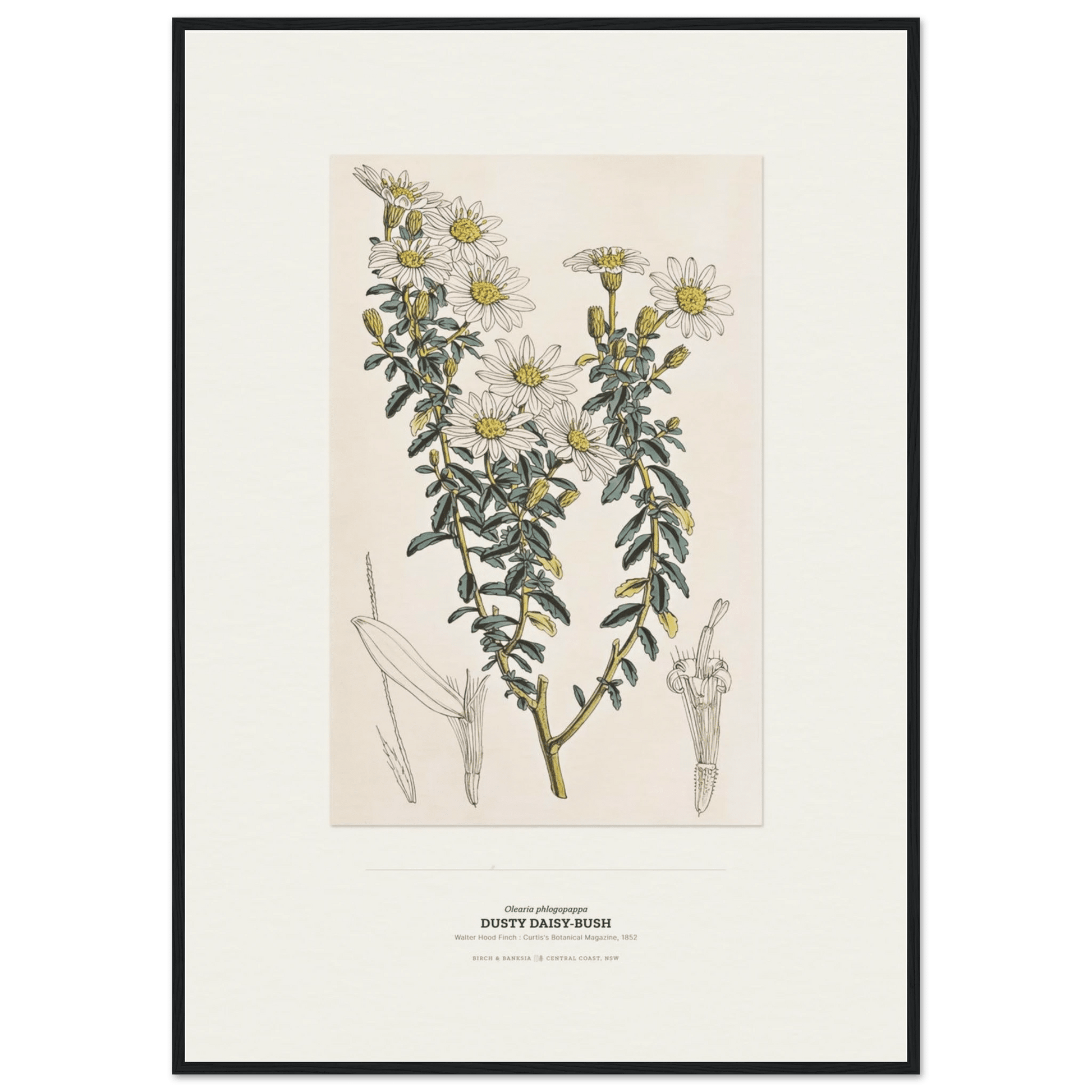 Dusty Daisy-Bush Botanical Art Print - Birch & Banksia