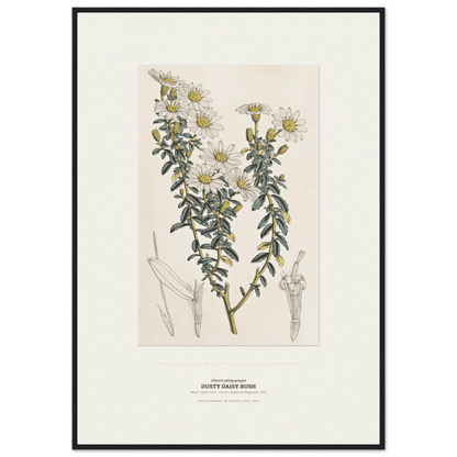 Dusty Daisy-Bush Botanical Art Print - Birch & Banksia