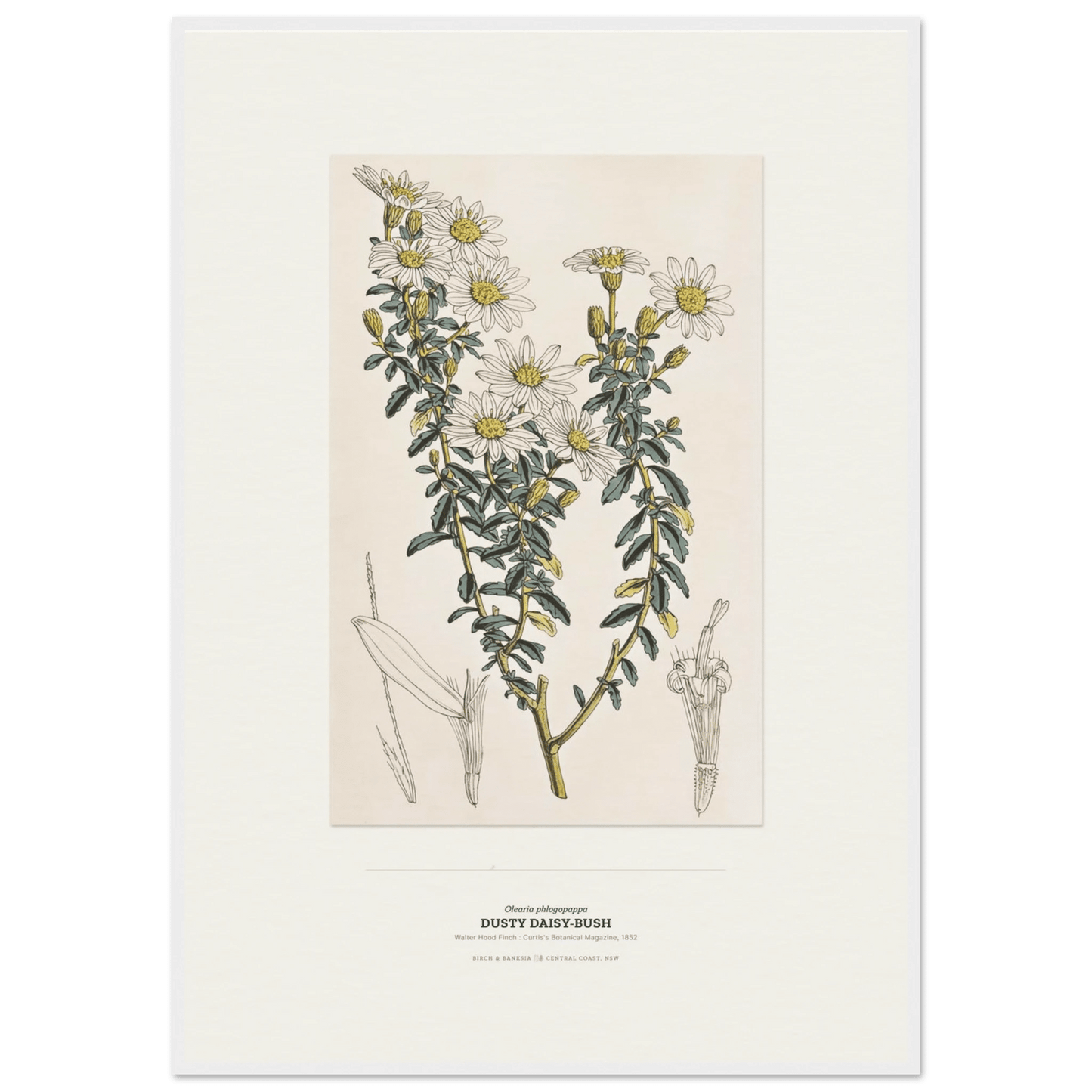 Dusty Daisy-Bush Botanical Art Print - Birch & Banksia