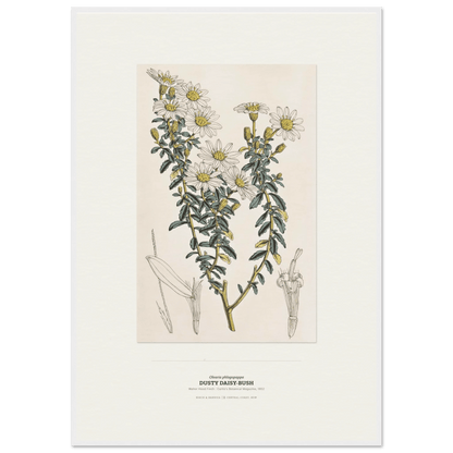 Dusty Daisy-Bush Botanical Art Print - Birch & Banksia