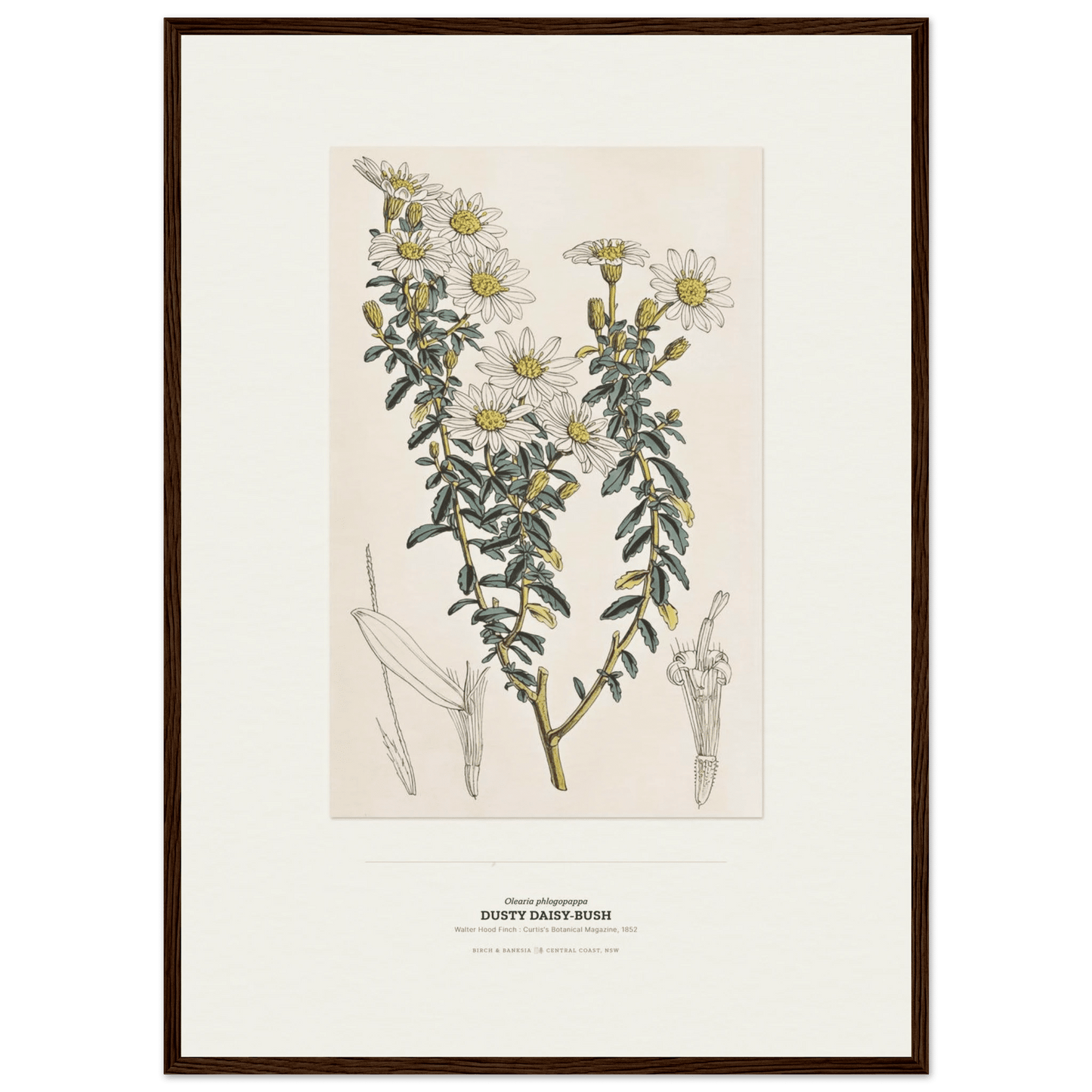 Dusty Daisy-Bush Botanical Art Print - Birch & Banksia