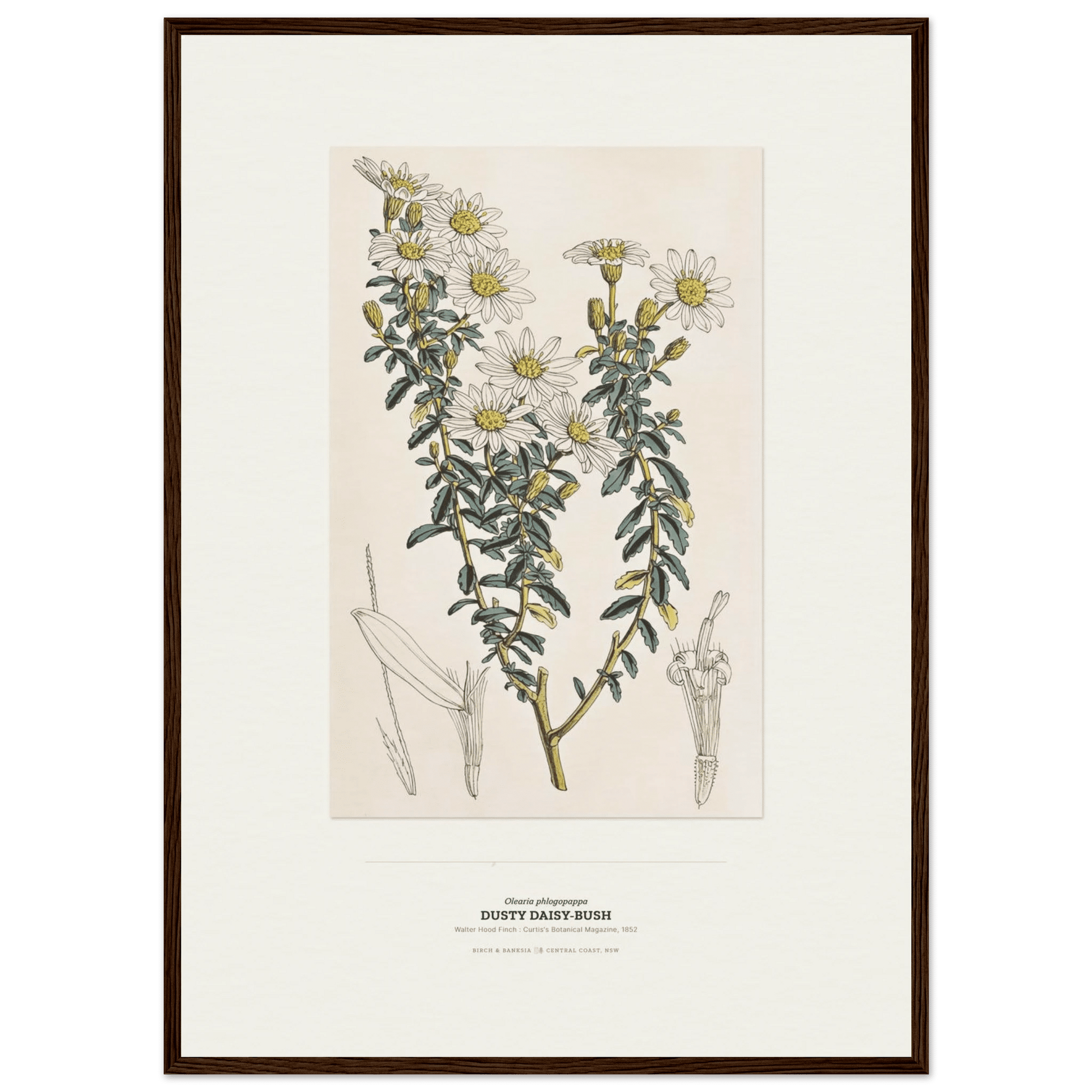 Dusty Daisy-Bush Botanical Art Print - Birch & Banksia