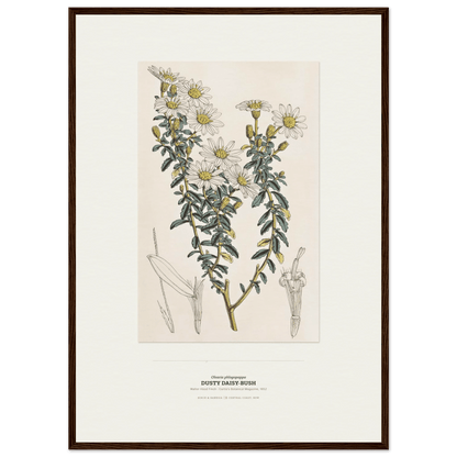 Dusty Daisy-Bush Botanical Art Print - Birch & Banksia