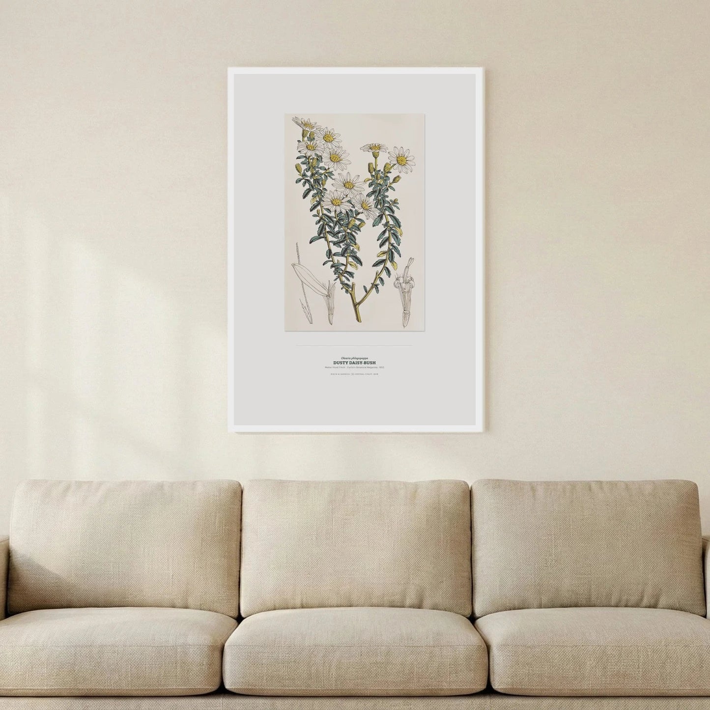 Dusty Daisy - Bush Botanical Art Print - Birch & Banksia