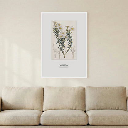 Dusty Daisy - Bush Botanical Art Print - Birch & Banksia