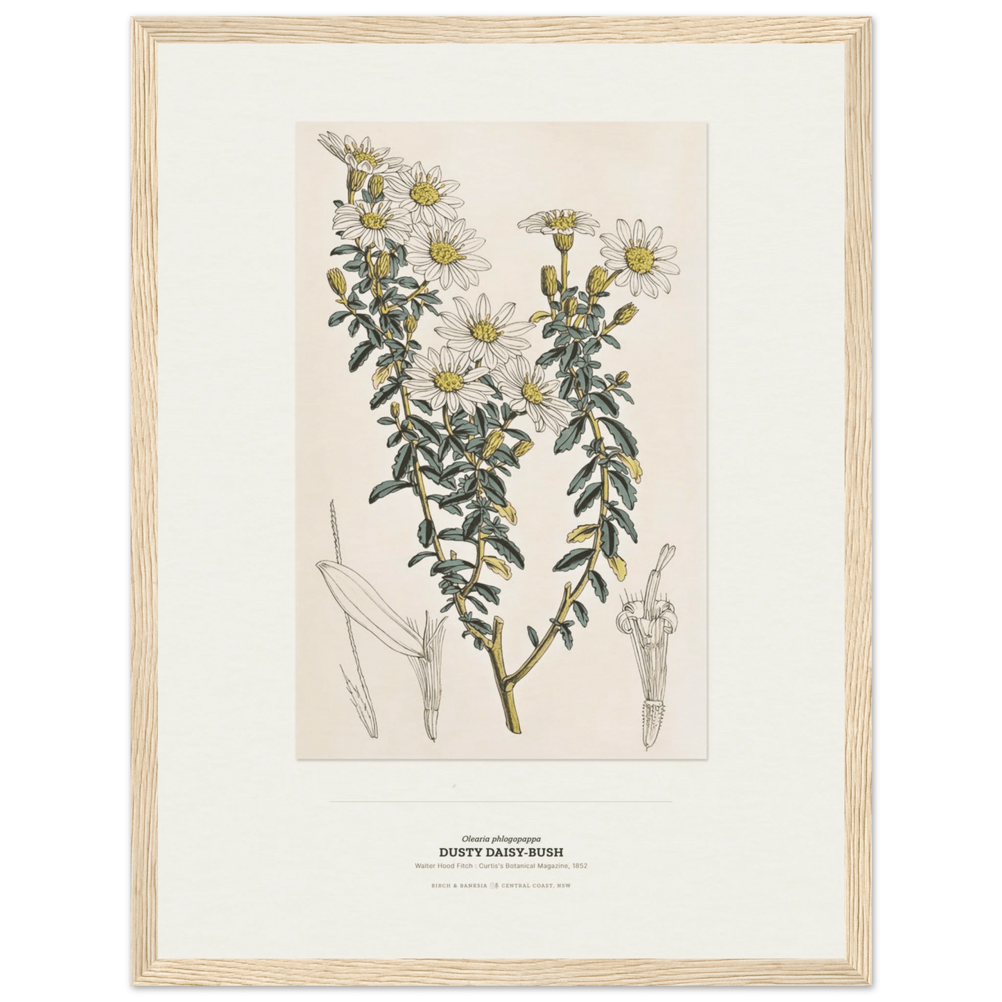 Dusty Daisy-Bush Botanical Art Print - Birch & Banksia