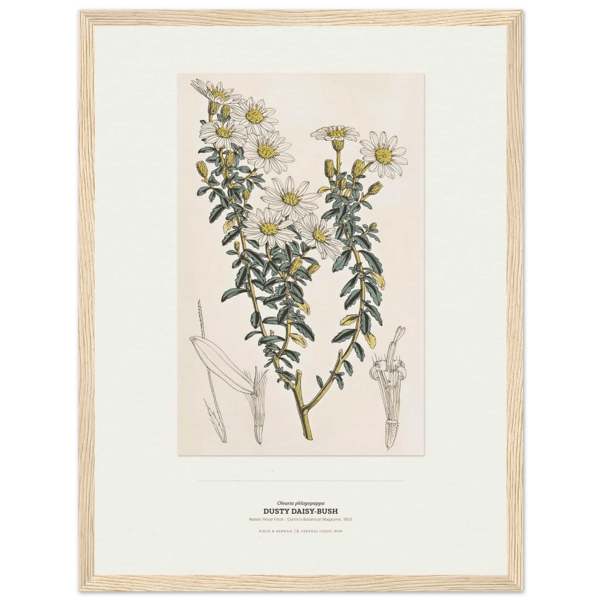 Dusty Daisy-Bush Botanical Art Print - Birch & Banksia