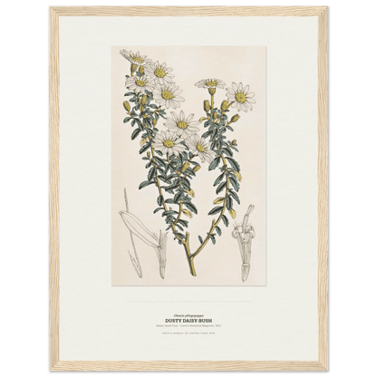 Dusty Daisy-Bush Botanical Art Print - Birch & Banksia