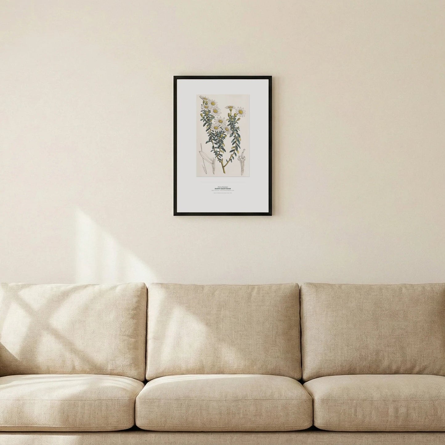 Dusty Daisy - Bush Botanical Art Print - Birch & Banksia