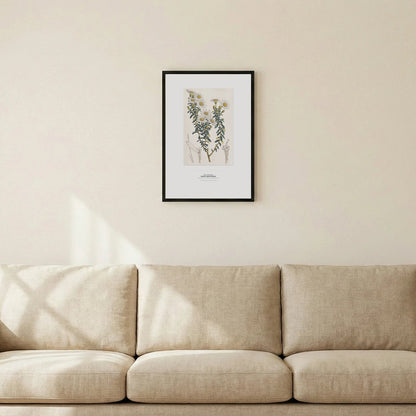 Dusty Daisy - Bush Botanical Art Print - Birch & Banksia